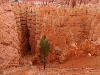 Lone Conifer at Bryce Canyon