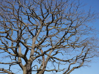 Gnarled Oak