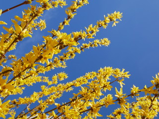 Forsythia Blossom