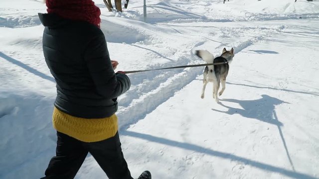 Beautiful girl playing with malamute dog on the snow outdoors in slow motion. Running the snowpath in the park.