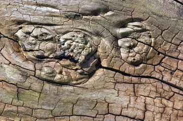 Bizarre Holzstrukturen