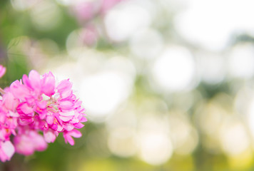 Blurry Antigonon leptopus flower and known as Mexican creeper or coral vine or bee bush on bokeh...