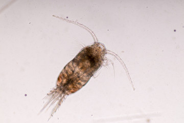 Copepods are a group of small crustaceans found in the sea and nearly every freshwater habitat.
