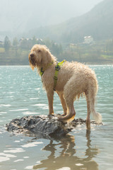 Young wet white wire-haired spinone italiano breed dog stands on the rock in the fresh transparent turquoise green water of the mountain Tenno lake in Trentino, Italy, Europe