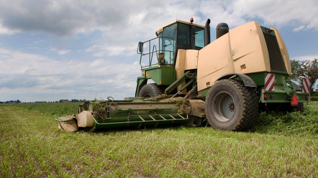 Harvesting lucerne. Mowing.