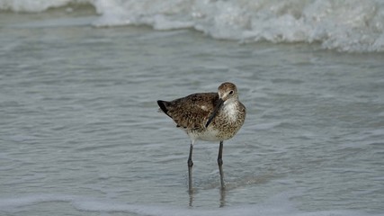 Verschiedene Seevögel an Strand und Meer