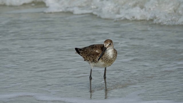 Verschiedene Seev&ouml;gel an Strand und Meer