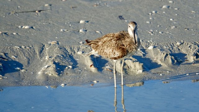 Verschiedene Seev&ouml;gel an Strand und Meer
