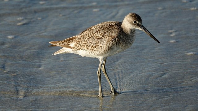 Verschiedene Seev&ouml;gel an Strand und Meer