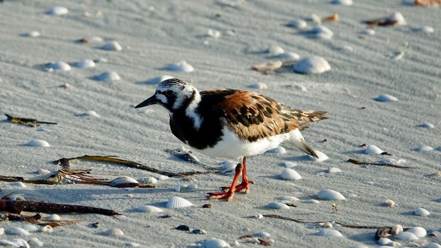 Verschiedene Seev&ouml;gel an Strand und Meer