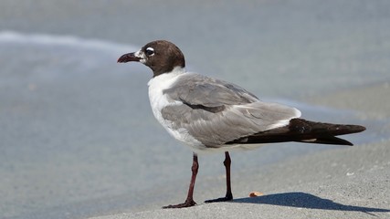 Verschiedene Seevögel an Strand und Meer
