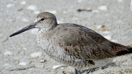 Verschiedene Seevögel an Strand und Meer