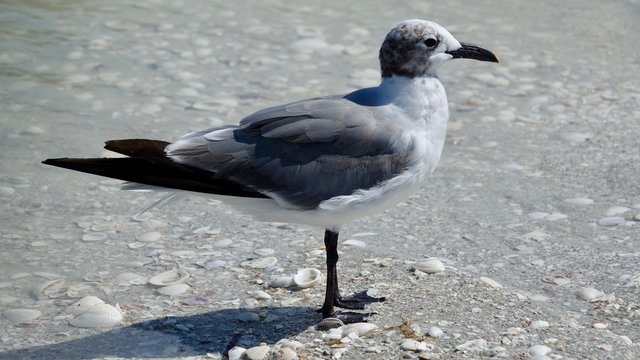 Verschiedene Seev&ouml;gel an Strand und Meer