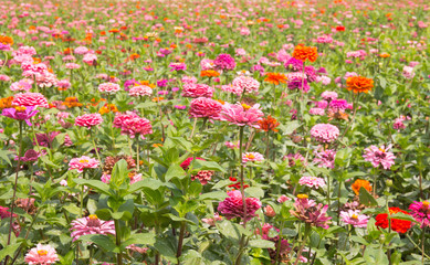 Zinnia flower field