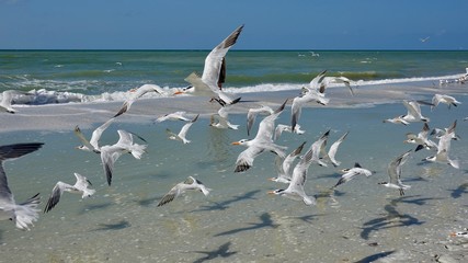 Verschiedene Seevögel an Strand und Meer