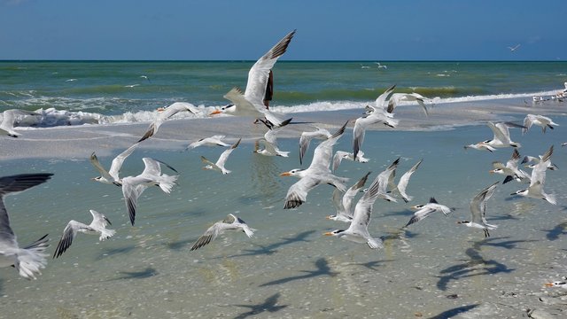 Verschiedene Seev&ouml;gel an Strand und Meer