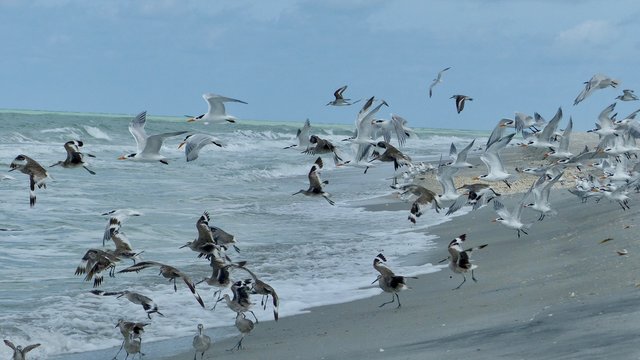 Verschiedene Seev&ouml;gel an Strand und Meer