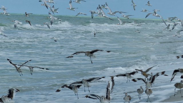 Verschiedene Seev&ouml;gel an Strand und Meer