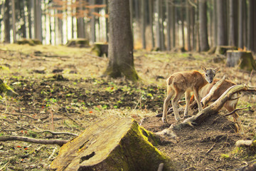 junges Rehkitz im Wald schaut in die Kamera