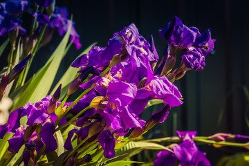 Purple Iris Flowers Filtered