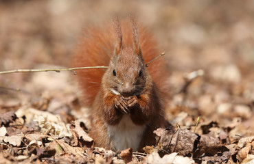 ausgewachsenes Eichhörnchen