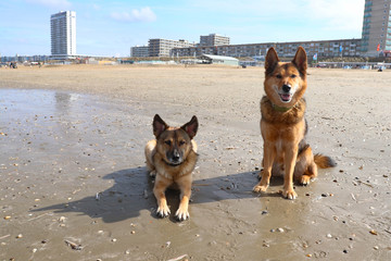 Hunde in Holland