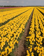 Field of flowering tulips in polder