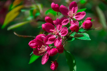 Fototapeta na wymiar springtime flowers red plum in the garden