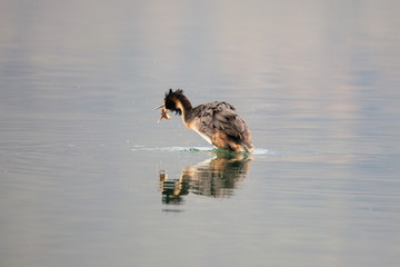 lo svasso ha appena catturato un pesce nel lago