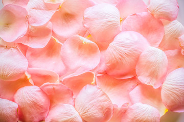 Texture of petals of pink roses