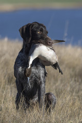 A hunting Dog with a Pintail Duck