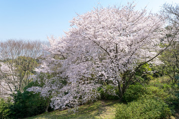 桜