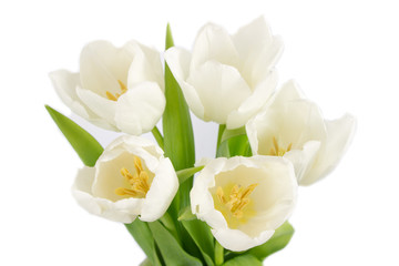 White tulip flowers isolated on white
