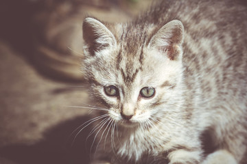 Obraz na płótnie Canvas Tabby Kitten Play Outside Retro
