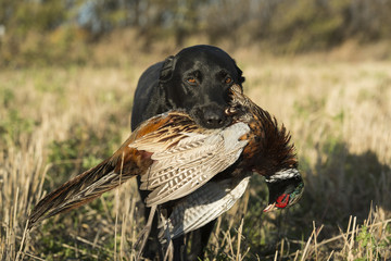 A Black Labrador Retreiver with a Ringnecked Pheasant in South Dakota