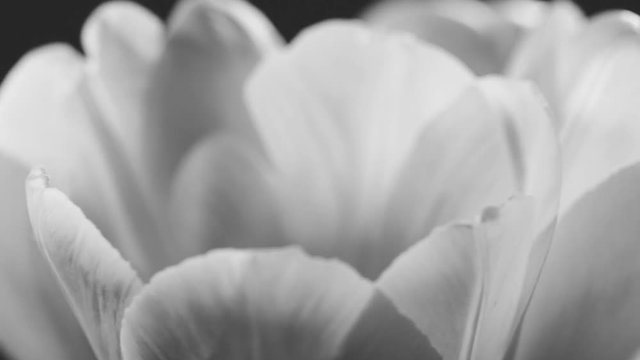 Closeup view of elegant tulips rotating on black background. Monochromatic video footage.