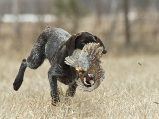 A hunting dog with a rooster pheasant