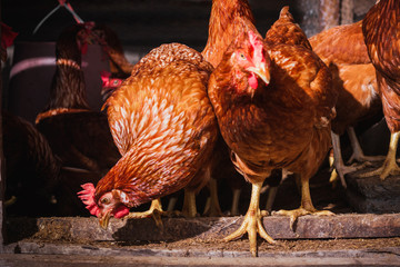 The lifestyle of the farm in the countryside