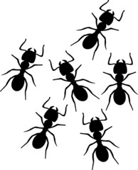 Ants