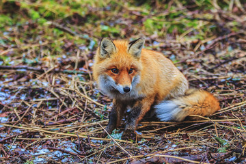 red fox in the morning forest claims to eat