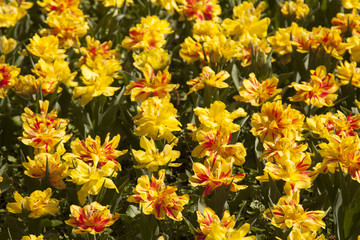 prato di varietà di tulipani parco Sigurtà Valeggio sul Mincio Verona Italia