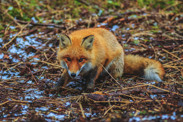 red fox in the morning forest claims to eat