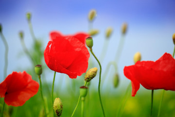 Fototapeta premium Field of poppies