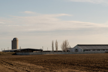 Fototapeta na wymiar Cowsheds, farms and Silo tower with a field in the foreground. State cattle-breeding farm supplies milk and meat to entire South Russia. State farm Volga-Don. Preparation of feed for cows and horses.