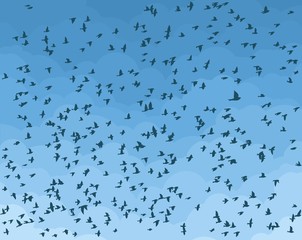 Sky with birds.