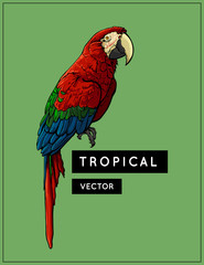 Obraz premium Tropical vector exotic bird. Colourful multicolour parrot isolated on green background. Scarlet Macaw, Ara Macaw red-large, Ara chloropterus. Exotic jungle bird. Vector illustration. EPS 10