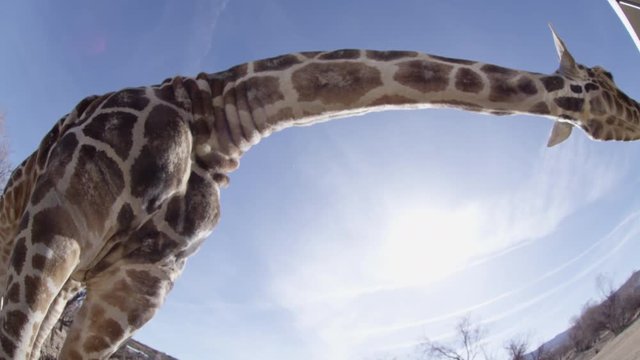 Giraffe really tall wide angle shot of beast