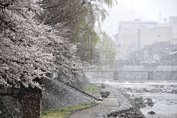 Fototapeta premium 雪の日の桜