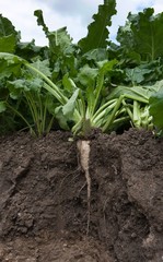 Roots of sugerbeet in soil