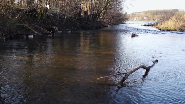 Ducks relaxing at natural river near a lake